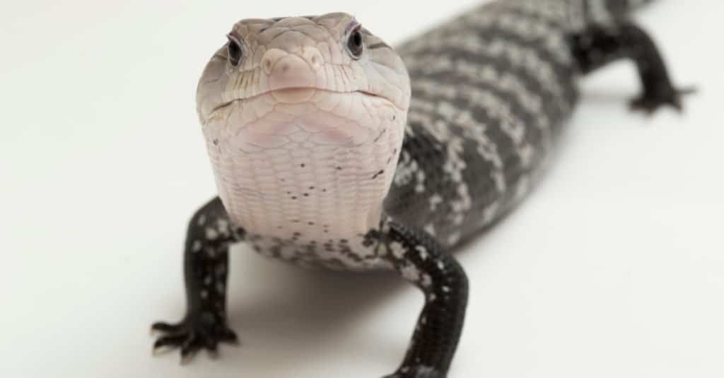 Giant blue-tongued skink lizard or Tiliqua gigas isolated on white background