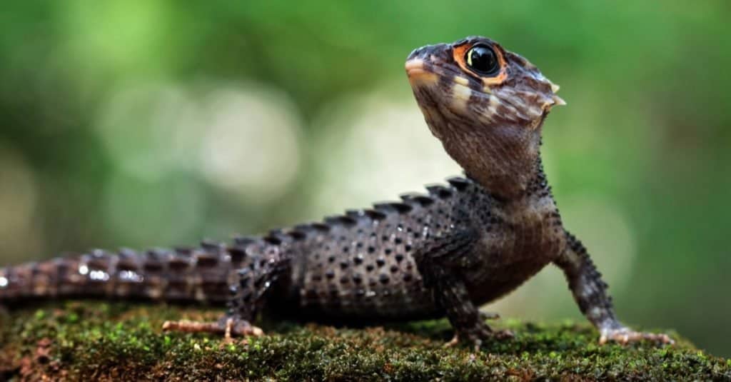 Crocodile Skink Lizard sunbathing on moss.