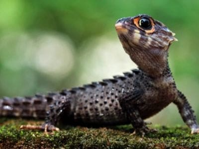 Skink Lizard Animal Facts | AZ Animals