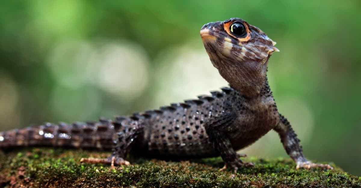 Everything To Know About The Lizards With Blue Tails - Az Animals
