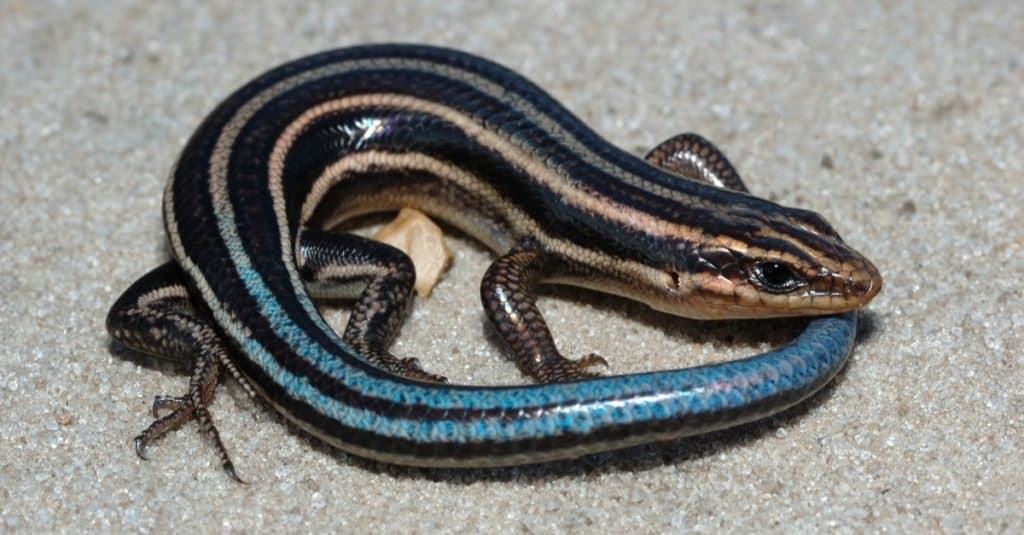 Five-element skink lizard on the sand.