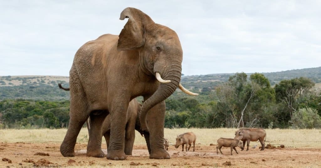 Động vật cao nhất: Voi rừng châu Phi