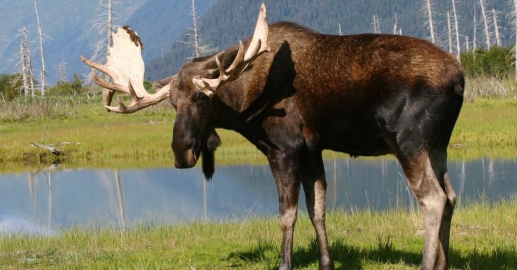 Tallest Animal: Alaskan Moose