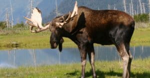 Are Moose Nocturnal Or Diurnal? Their Sleep Behavior Explained Picture