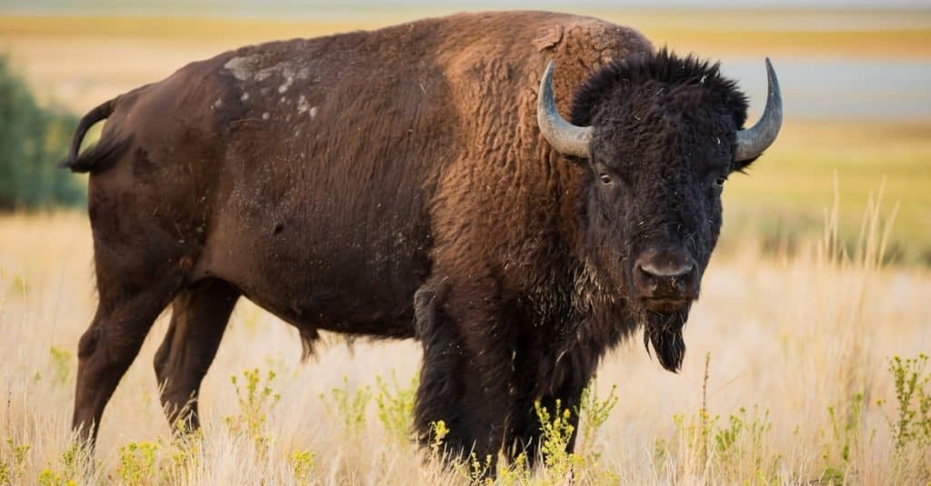 The American Bison is one of the tallest animals in North Dakota.