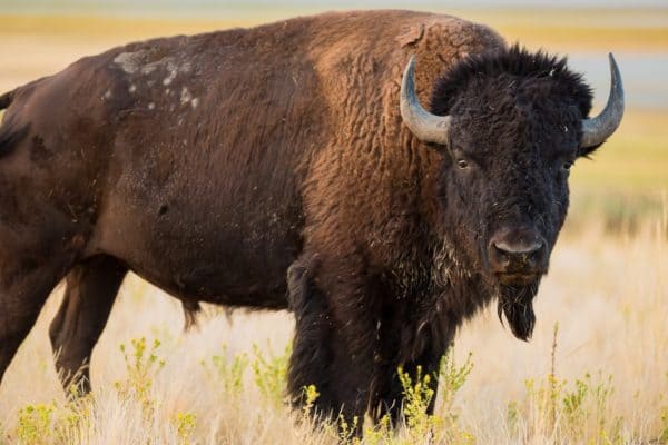 American Bison, the largest mammal in North America help to maintain a healthy and balanced ecosystem by aerating the soil with their hooves and disperse native seeds.