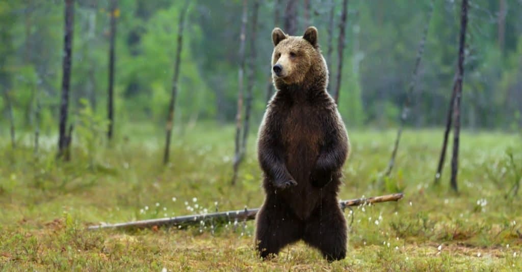 Tallest Animals: Brown Bear