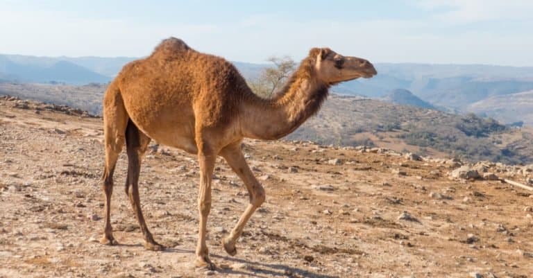 Tallest Animals: Dromedary Camel