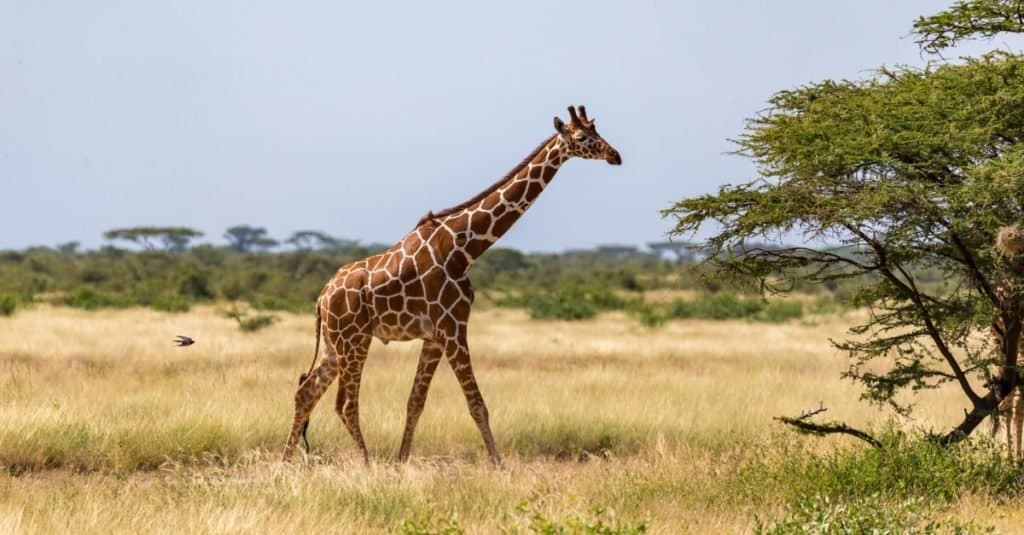 Tallest Animals: Giraffe