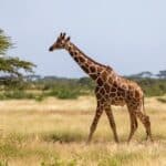 Giraffes are the tallest mammals on Earth. Their legs alone are taller than many humans—about 6 feet. Over short distances, giraffes can run at speeds up to 35 mph.