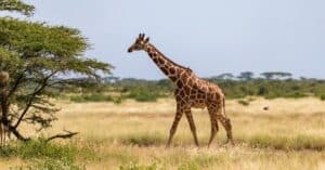 The Tallest Giraffe Ever Recorded Picture