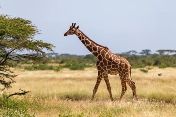 Giraffes are the tallest mammals on Earth. Their legs alone are taller than many humans—about 6 feet. Over short distances, giraffes can run at speeds up to 35 mph.