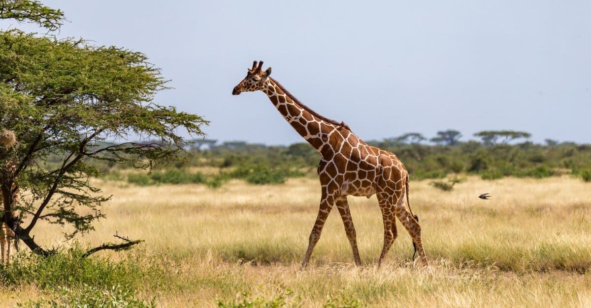 The Tallest Giraffe Ever Recorded - AZ Animals