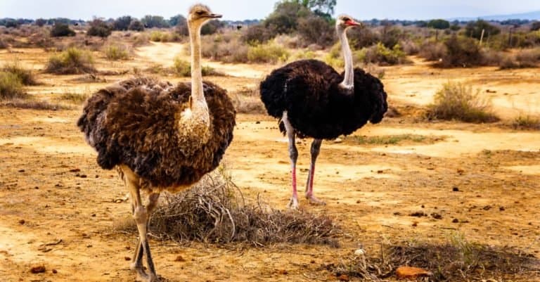 Tallest Animals: Ostrich