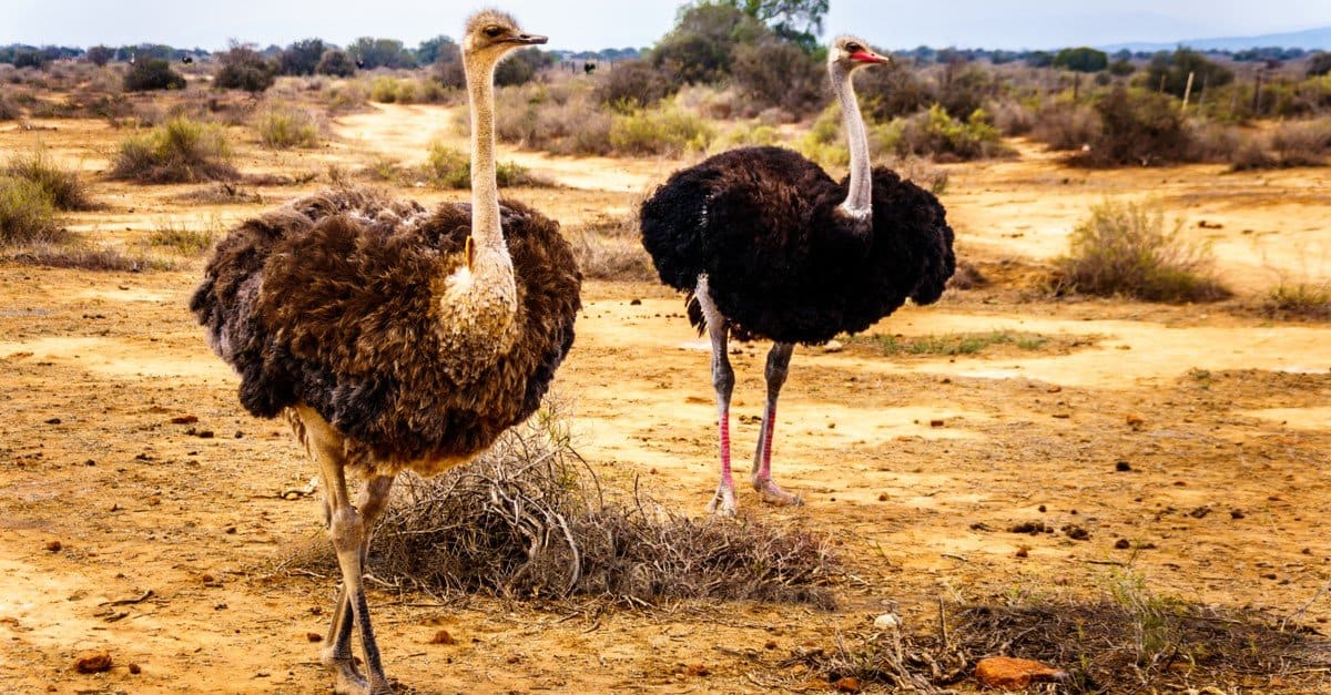 Are Ostriches Dangerous? - AZ Animals