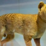 Thylacine