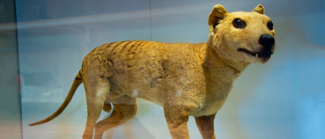 In a first, RNA recovered from extinct Tasmanian tiger, The Senior