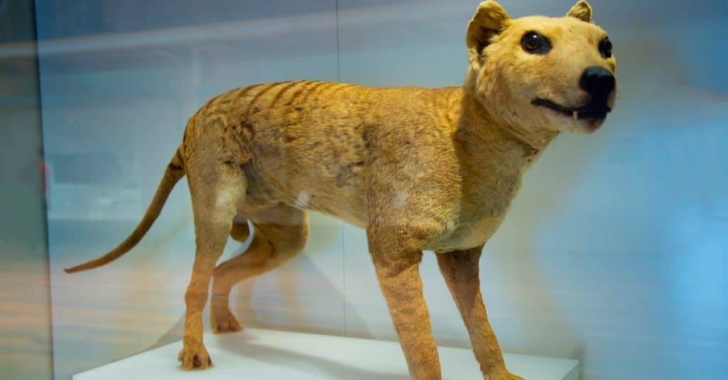 Tasmanian Tiger, stuffed animal in a museum.