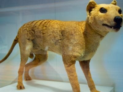 Tasmanian Tiger Animal Facts | †Thylacinus cynocephalus | AZ Animals