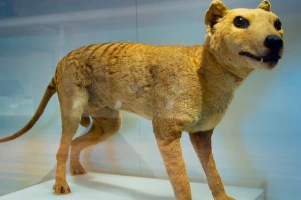 Tasmanian Tiger, stuffed animal in a museum.