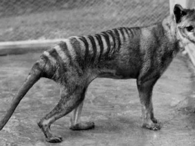 A 8 Extinct Australian Animals 