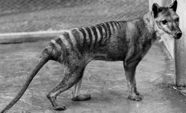 Image of a juvenile male Tasmanian Tiger, thylacine, at Hobart Zoo taken by B Sheppard in 1928. The animal died the day after it was photographed.