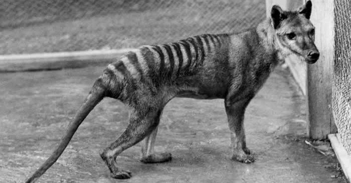 Image of a juvenile male Tasmanian Tiger, thylacine, at Hobart Zoo taken by B Sheppard in 1928. The animal died the day after it was photographed.