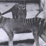 This photo is of a pair of Thylacines, a male and female, received from Dr. Goding in 1902. The Thylacine (Thylacinus cynocephalus) is a large, carnivorous marsupial also known as the Tasmanian Tiger or Tasmanian Wolf. It is now believed to be extinct. 