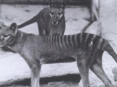 Tasmanian Tiger Animal Facts | †Thylacinus cynocephalus | AZ Animals