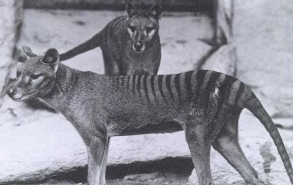 This photo is of a pair of Thylacines, a male and female, received from Dr. Goding in 1902. The Thylacine (Thylacinus cynocephalus) is a large, carnivorous marsupial also known as the Tasmanian Tiger or Tasmanian Wolf. It is now believed to be extinct. 