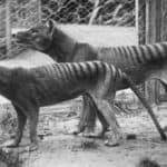 Tasmanian Tiger, or Thylacine, (juvenile in foreground) pair in Hobart Zoo.