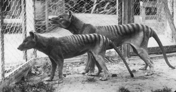 Tasmanian Tiger, or Thylacine, (juvenile in foreground) pair in Hobart Zoo.