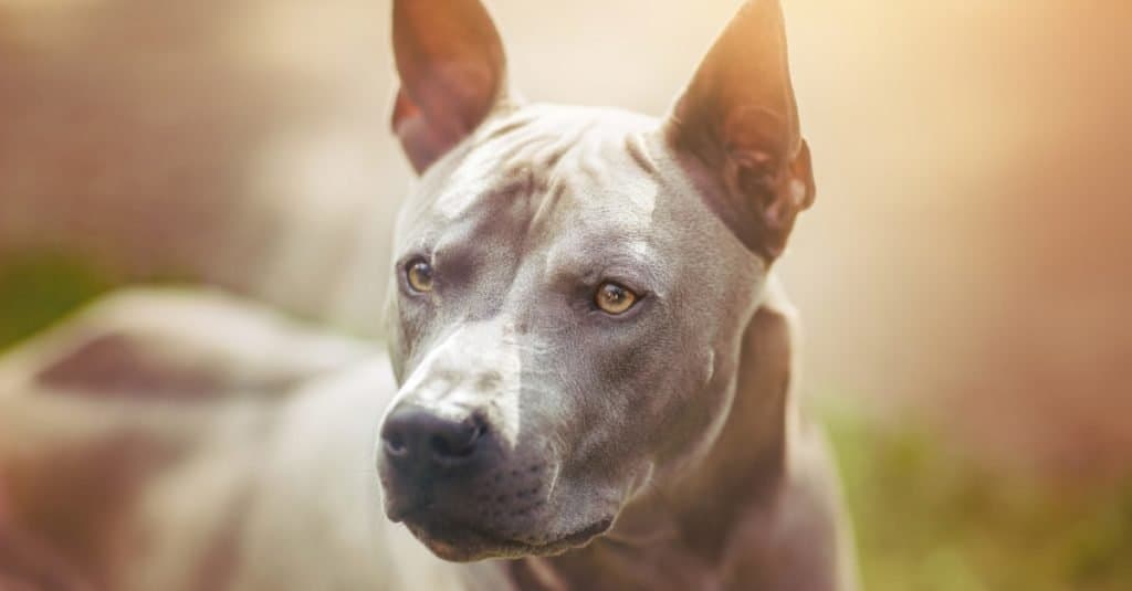 Thai Ridgeback close-up, outdoors.