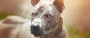 Thai Ridgeback dog outdoors