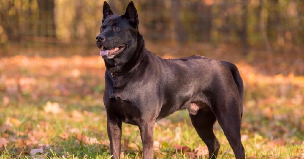 Thai Ridgeback dog standing on the grass in the woods.