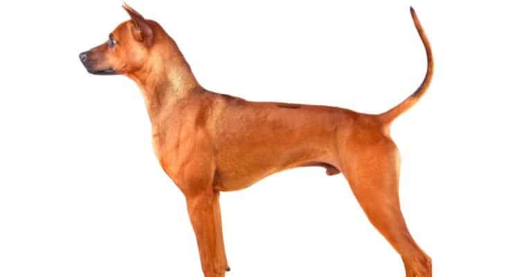 Standing red Thai Ridgeback dog isolated on a white background.