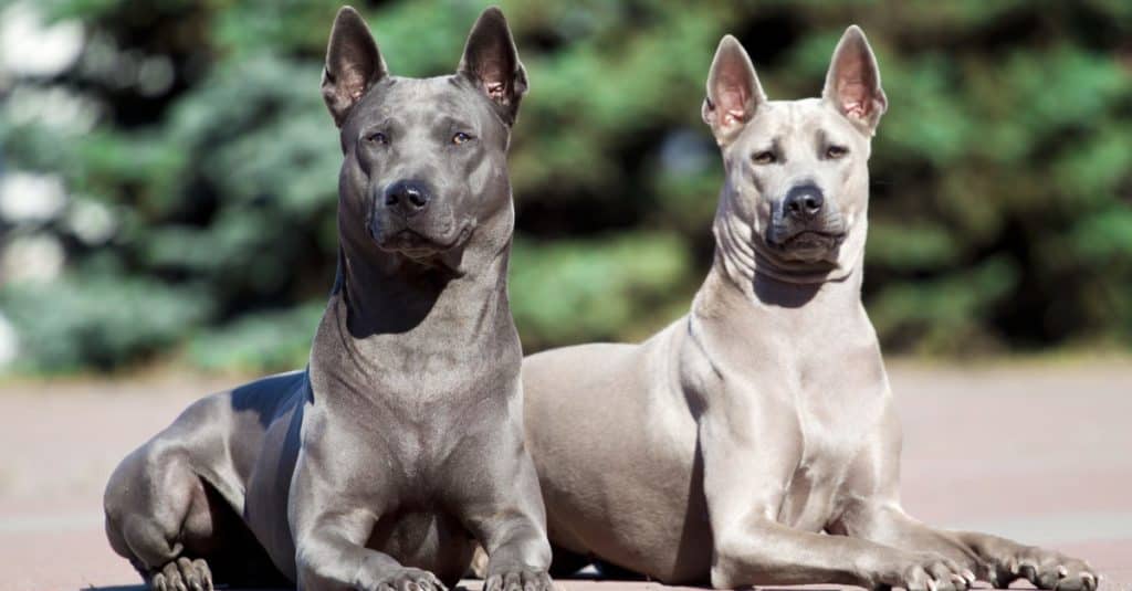 Two Thai Ridgeback dogs lying outside in the garden.