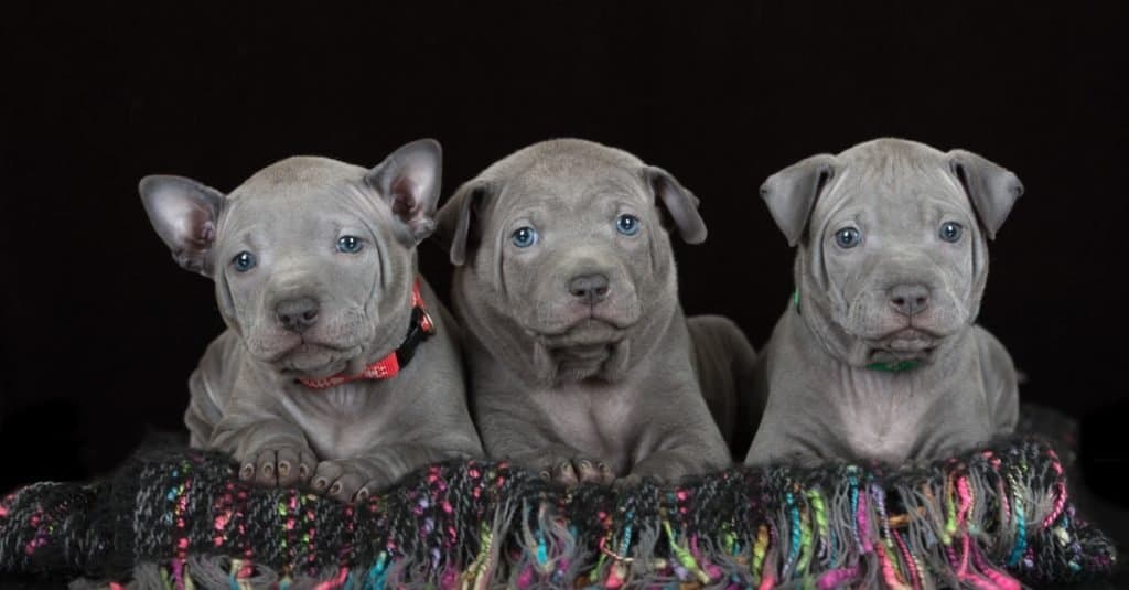 Three Thai ridgeback puppies sitting in a basket.