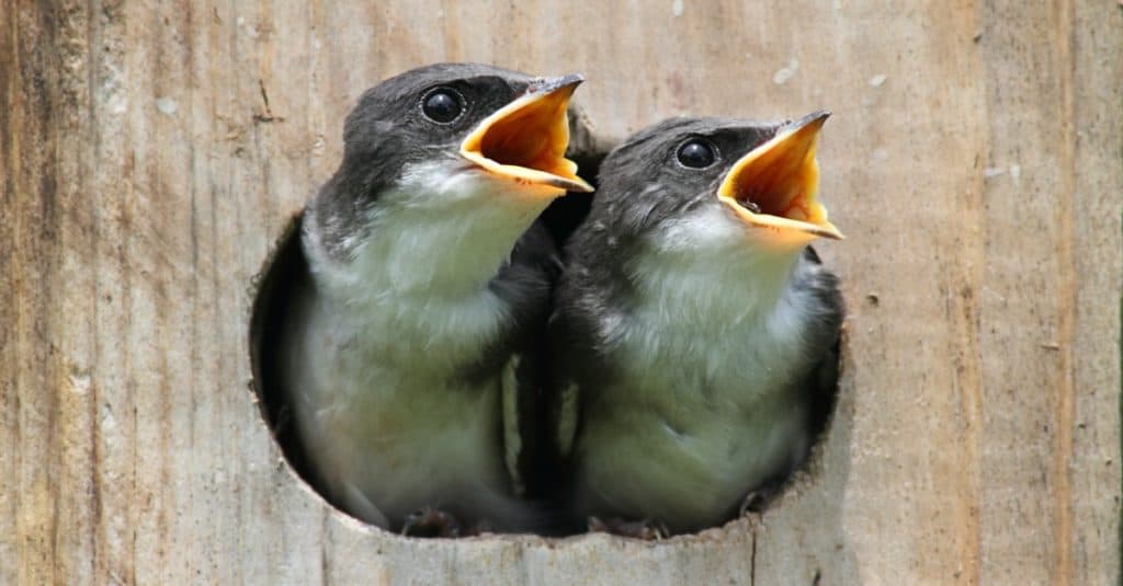  These cavity nesting Tree Swallows will not fledge as early as other songbirds and will stay in the nest between 18 to 22 days depending on weather, feeding conditions, and size of the brood.