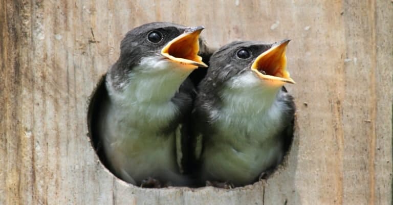 Pair of hungry Baby Tree Swallows (Tachycineta bicolor) looking out of a bird house begging for food