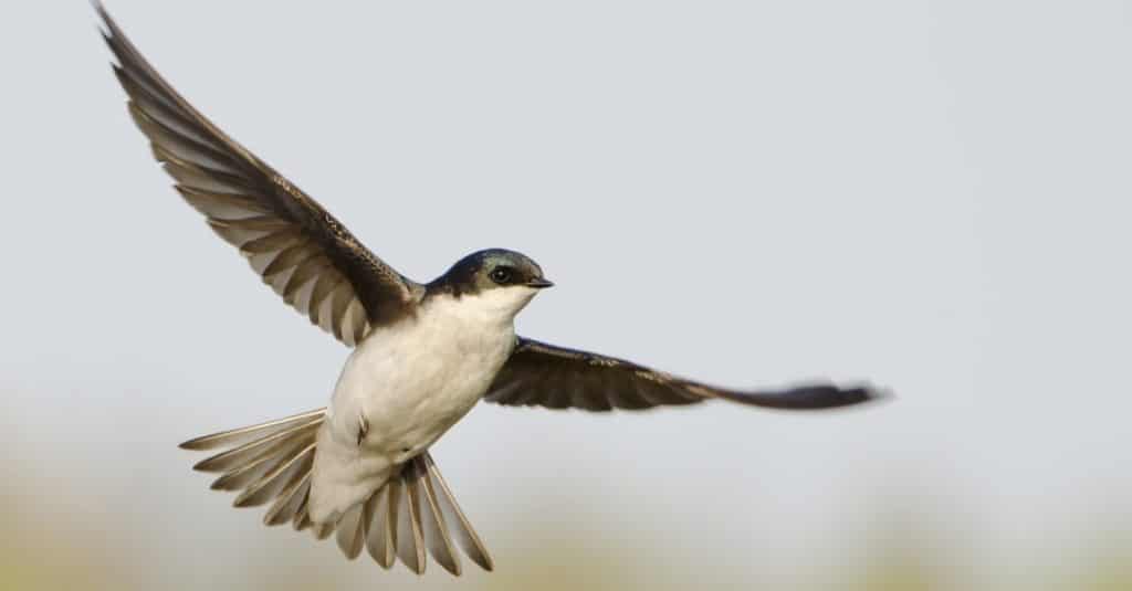 Sparrow vs Swallow