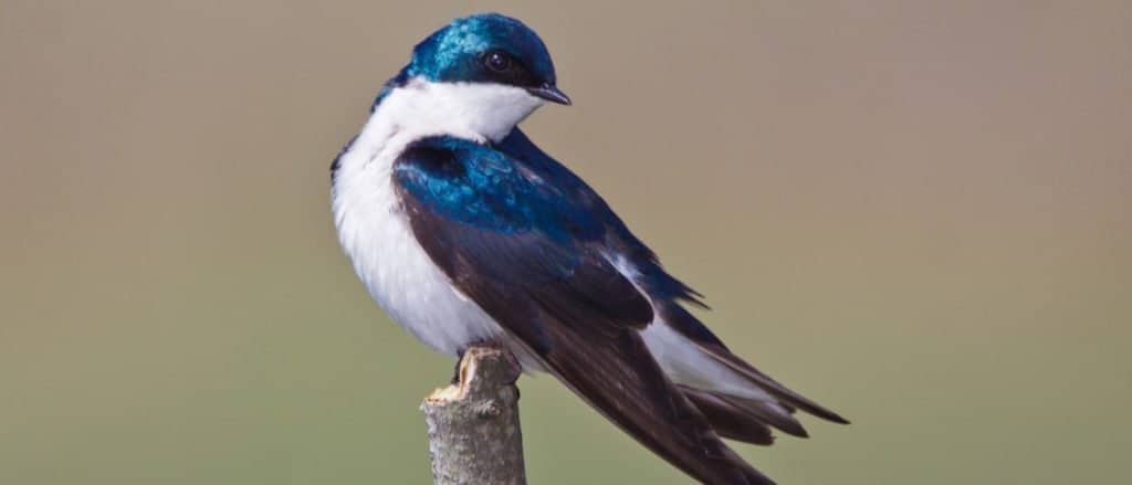 Tree Swallow, Tachycineta bicolor