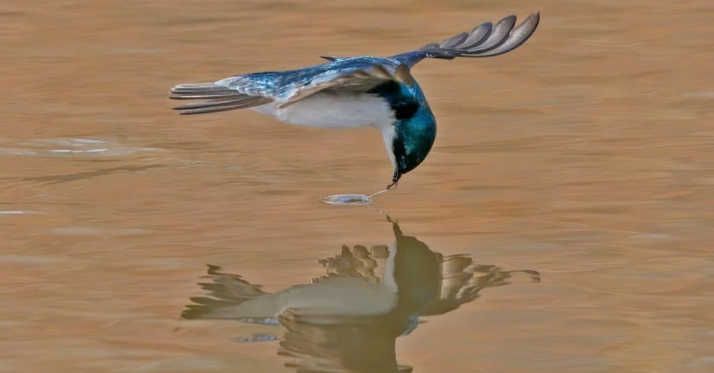 Tree Swallow Gets its Target - a tree swallow grabs its target as it flies over the water surface of a pond. Silverthorne, Colorado.