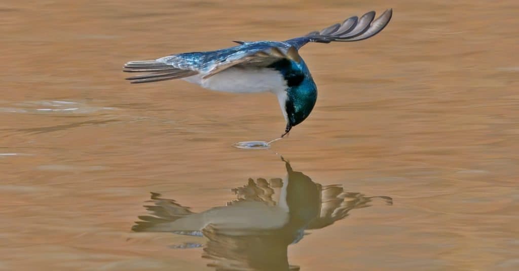 Tree Swallow (Tachycineta bicolor) - Mississippi National River