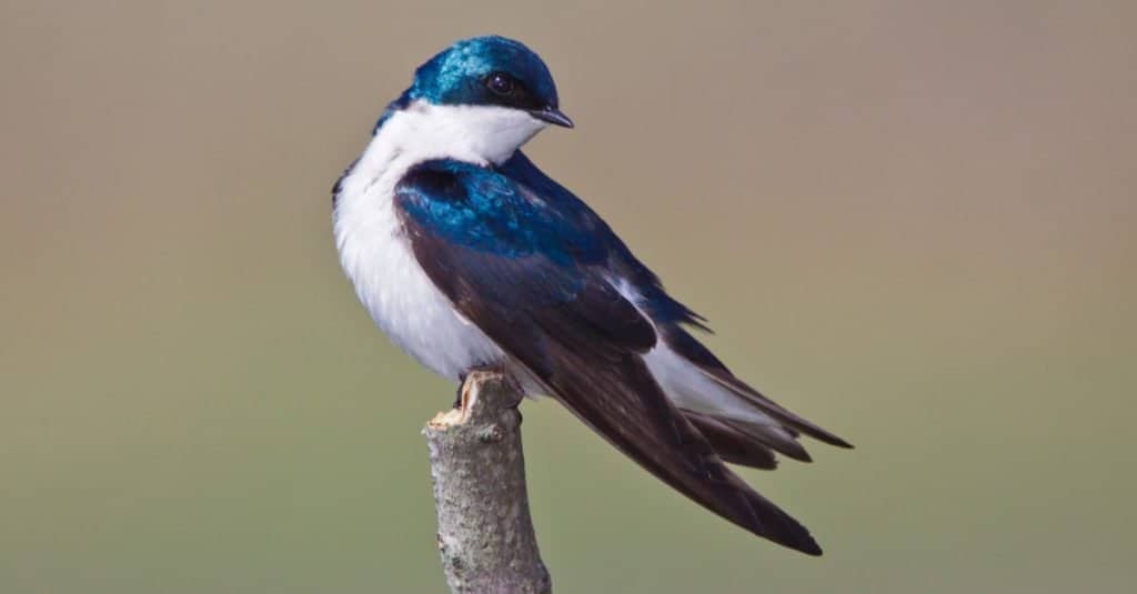 Tree swallow, Tachycineta bicolor, sitting on a branch.