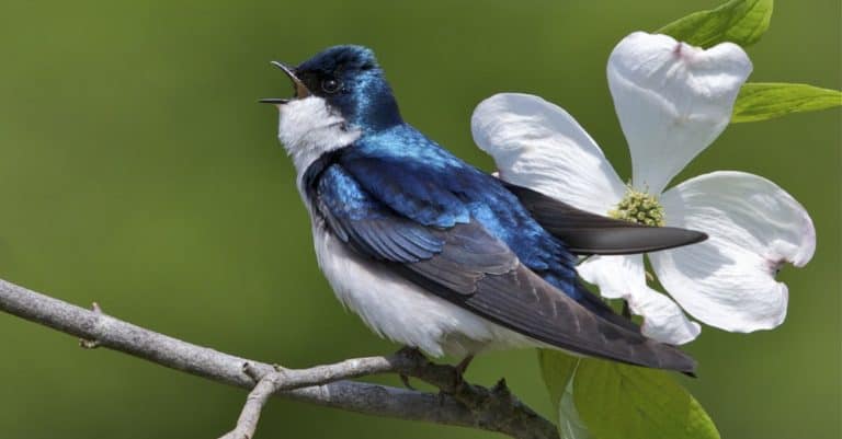 Tree Swallow on Branch with American Dogwood Flower