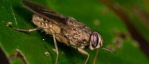 Tsetse Fly (Glossina sp.) sitting on a leaf.