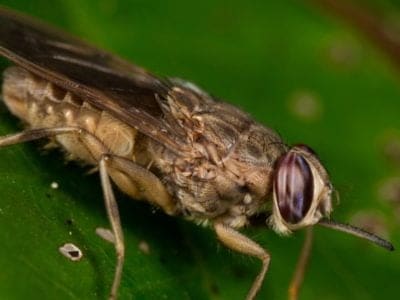 A Tsetse Fly