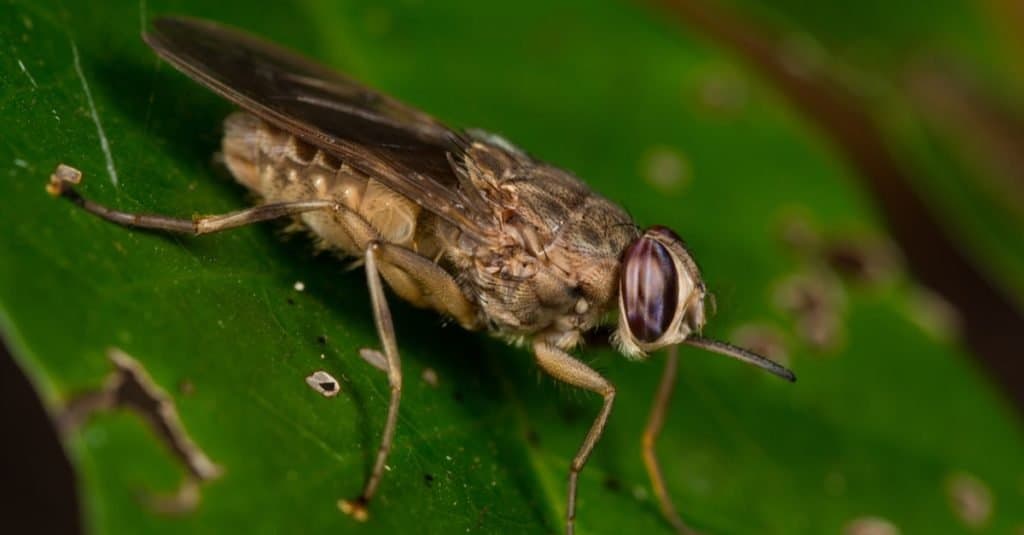 Tsetse fly sitting on a leaf