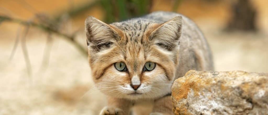 Sand Cat in the desert